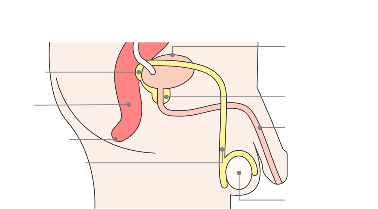 localisation de la prostate et de ses structures