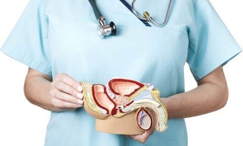 modèle du système génito-urinaire masculin et traitement de la prostatite